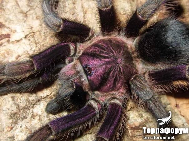 Phormictopus sp Dominican purple

