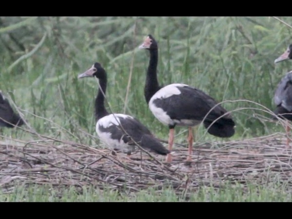 Magpie Geese