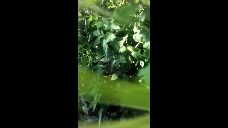 VID_20180623_103848.mp4