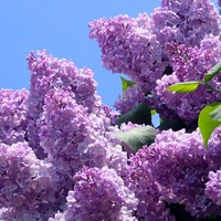 Бану Валитова