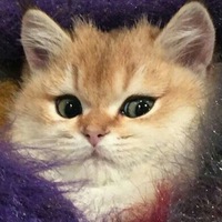 Светлана Егорова