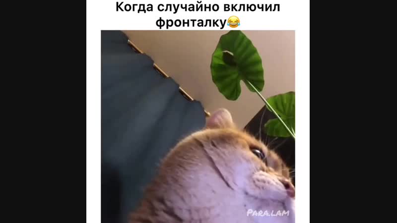 Пухлик