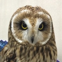 Екатерина Широкова | Сургут