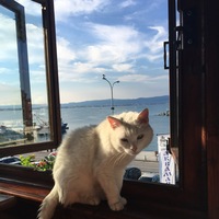 Ирина Покровская | 