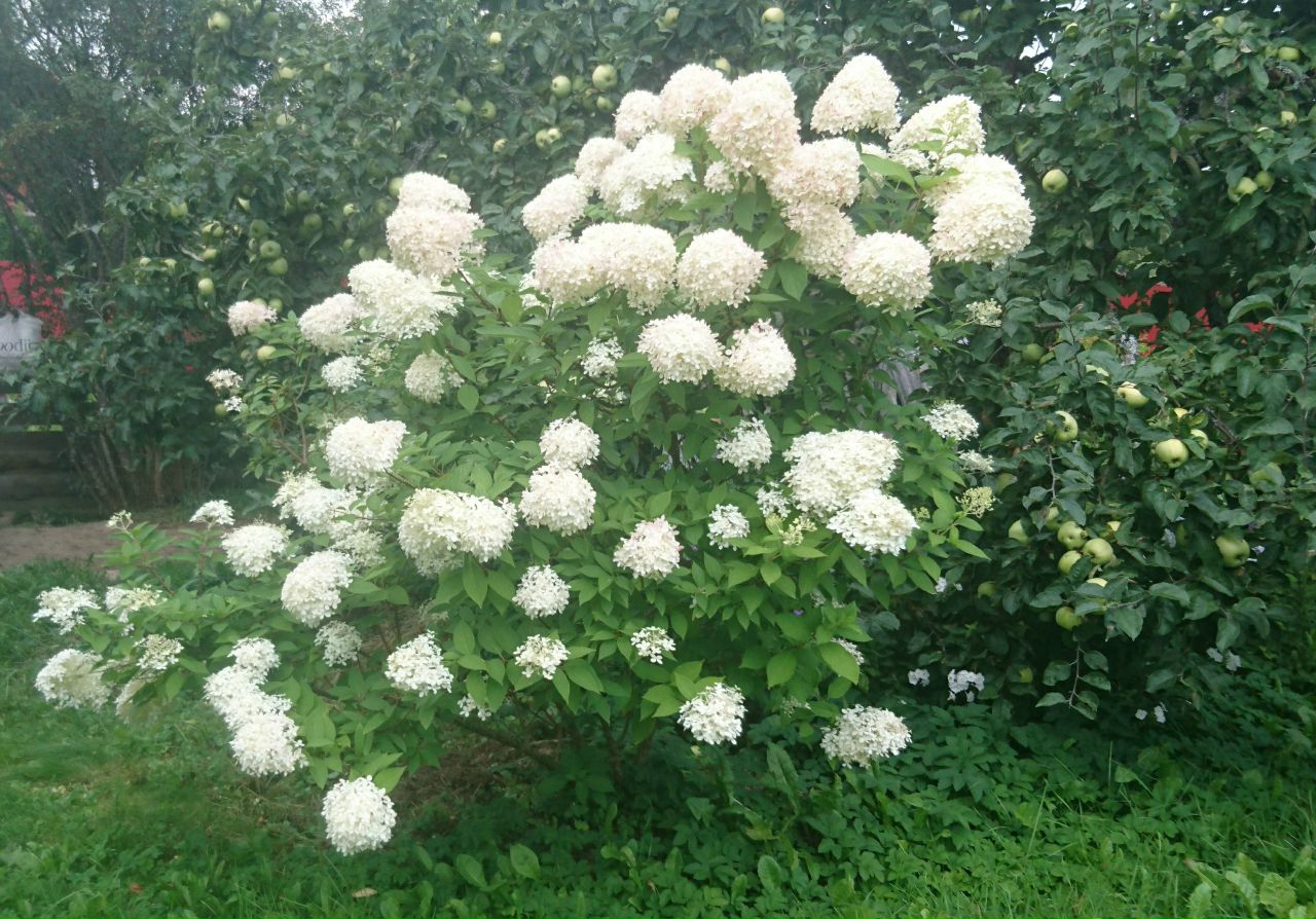 Кафе "У пани Сони"