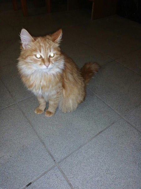 Рыжуля. Совсем маленькая, ласковая девочка которая очень хоч