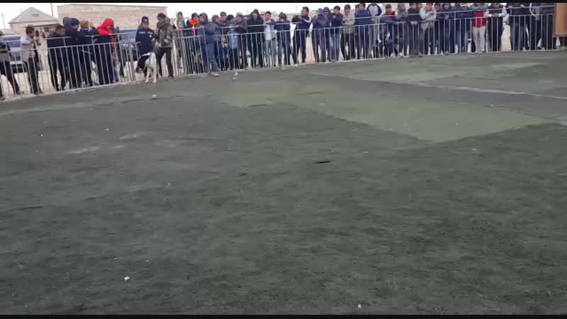 Балу 2018. 1 тур чм мангистау