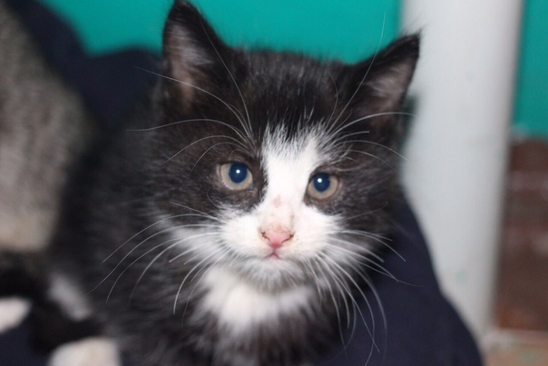 г. Пенза 
ОПЯТЬ СОС!!! ОПЯТЬ ПОДКИНУЛИ КОТЯТ В ПОДЪЕЗД!!! 
