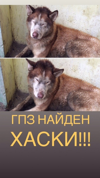 г. Пенза 
ГПЗ НАЙДЕН ХАСКИ!!! 
Прошу репост пожалуйста 