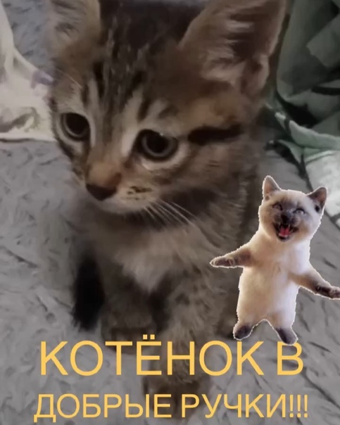 Знакомьтесь, девочка Мила! Отдается в самые добрые ручки. Оч