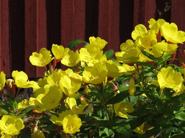 ЭНОТЕРА ЭНОТЕРА (Oenothera) - яркое корневищное травянистое растение семейства Кипрейные, красивоцветущее, высотой от 30 до 120 см. В род входит до 100 видов летних, двулетних и многолетних