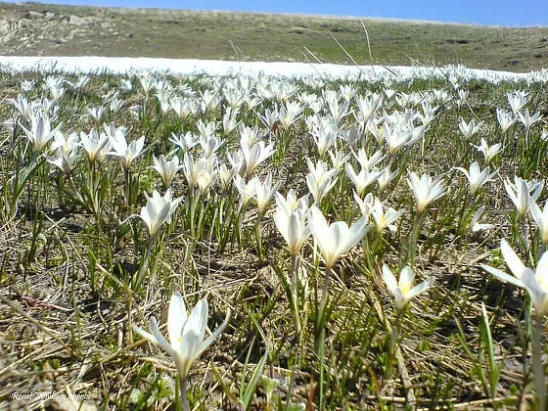 Степные подснежники 10 лет своей жизни я провела в маленьком поселке, стоящем посреди степи недалеко от Балхаша. С этим городком у меня связано множество воспоминаний, и одно из самых ярких, о