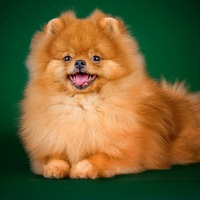 Марина Луговская | 