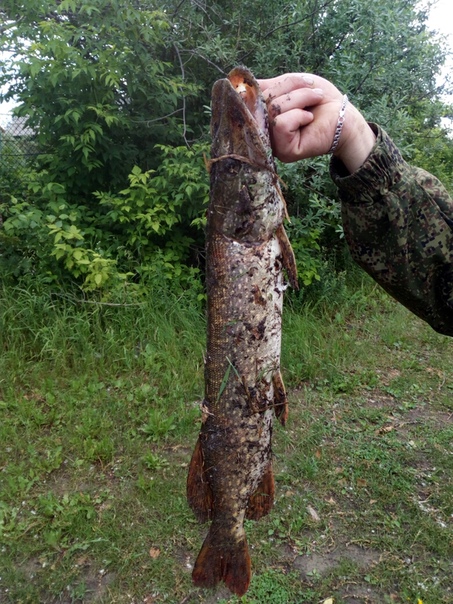 Рыбалка — Пышма, Тюменская область, 56.962, 65.428