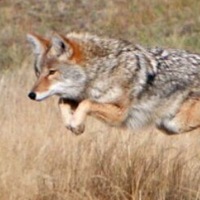 Анна Меллин