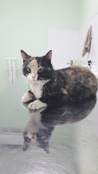 #ищу_дом@vmestepnz_animals
Нона ищет дом

Город: Пенза
П