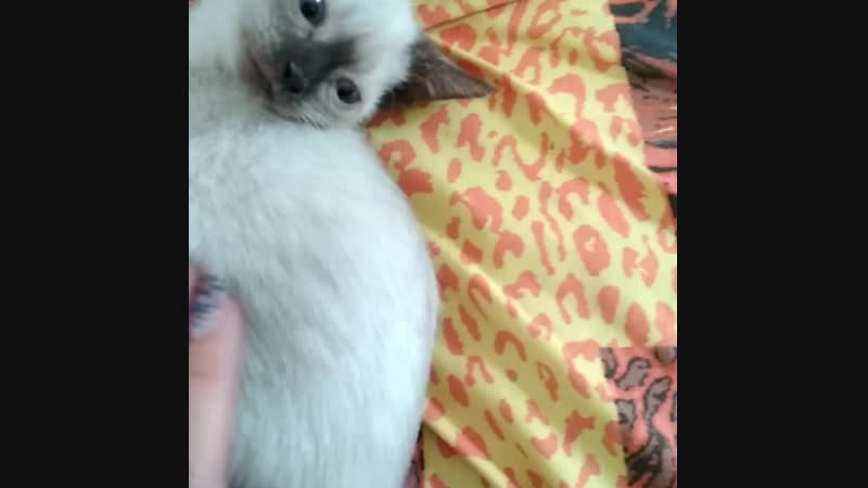 Котята ищут любящую семью.