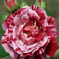 Сергей Трапезников | Владивосток