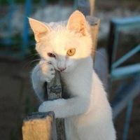 Софья Ларионова | 