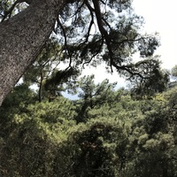 Анна Корнеева | Аша