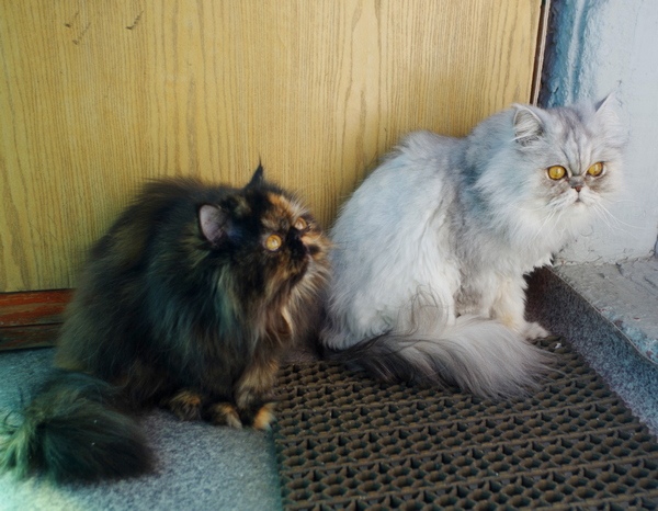 Кошки в нашей жизни. Кошки и все, что с ними связано.