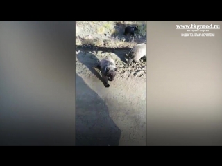Три медвежонка вышли на дорогу к водителям-дальнобойщикам. Сентябрь 2018. Усть-Илимск