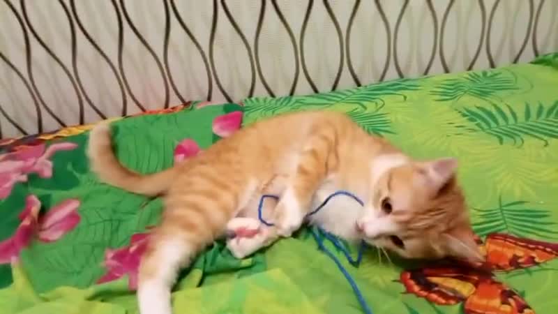 Котенок Перчик