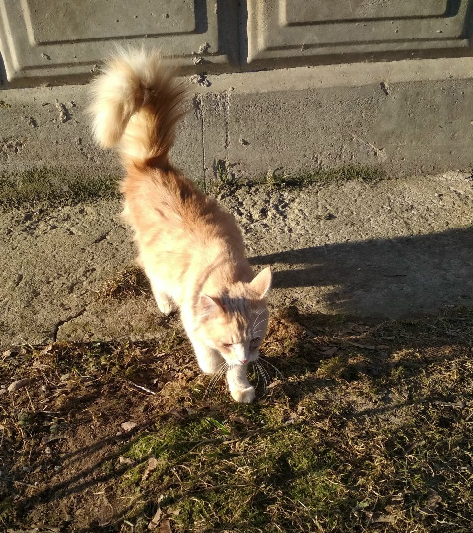 Кошки в нашей жизни. Кошки и все, что с ними связано.