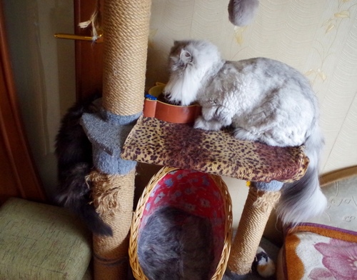 Кошки в нашей жизни. Кошки и все, что с ними связано.