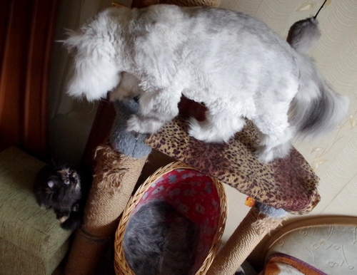 Кошки в нашей жизни. Кошки и все, что с ними связано.