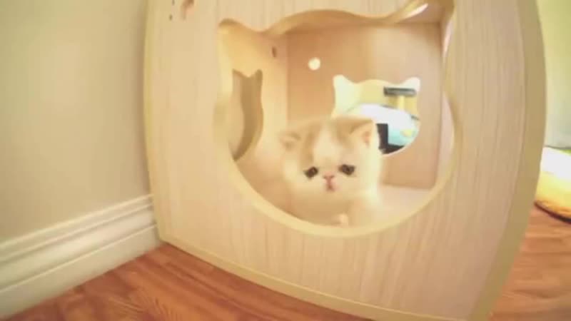 Смешной котенок гавкает и играет