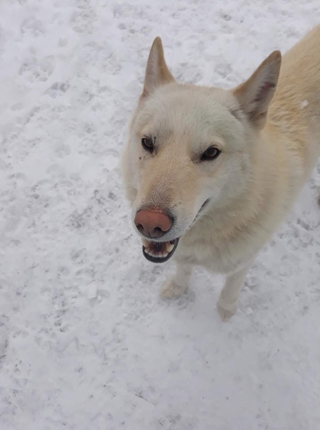 Найдена собака, очень похожа на лайку. Кобель. В районе цент