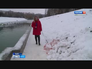 Лебединая доверчивость обернулась трагедией