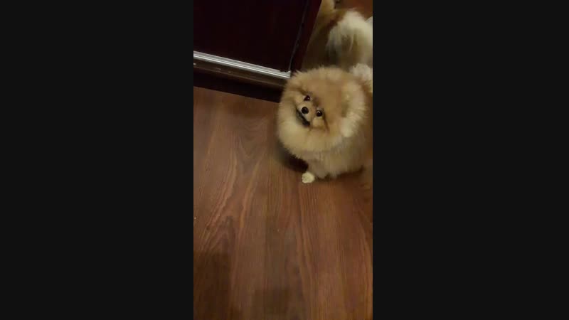 Разговорчивый собакевич