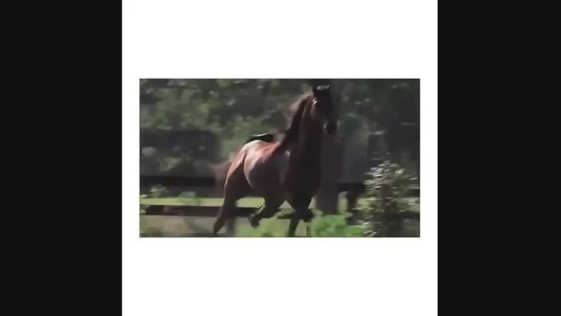 VID_20180722_230007.mp4