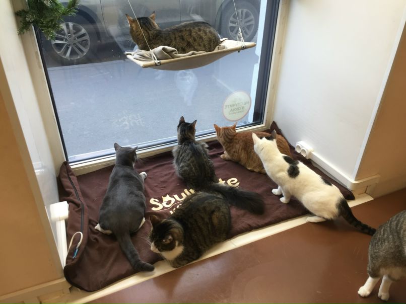 Санкт-Петербург Спас на крови и ДаблБи. Котокафе