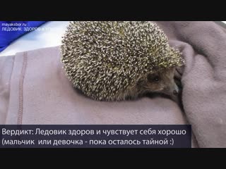 Приключения ежа Ледовика