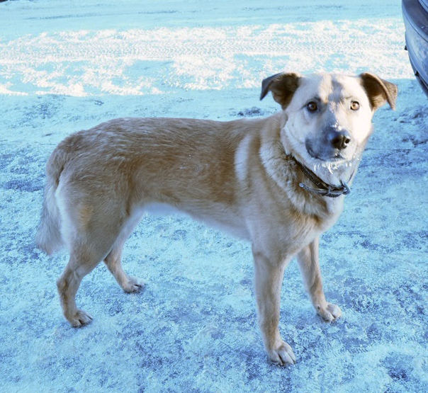 Сегодня вышла с фотиком, хотела сфотографировать уличного ко