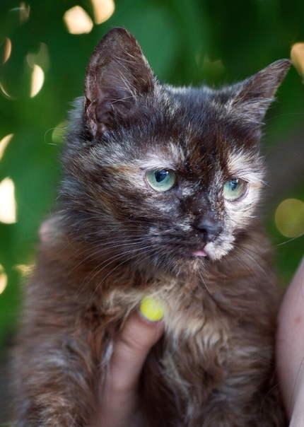 Город Пенза 
Кошечка Лиля ищет дом 