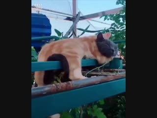 Милота