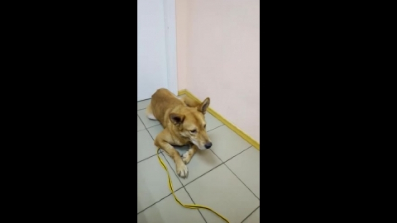 Собакевич в клинике