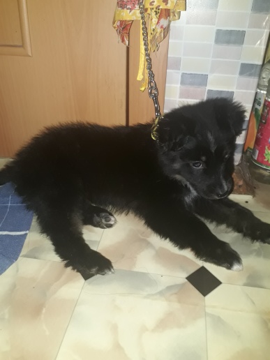 Это Лайма. Ее я вырвала из лап живодера. Возможно, он ее бил