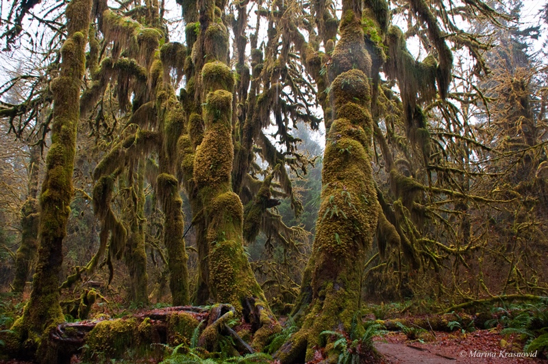 штат Вашингтон:  Hoh and Quinault Rainforests