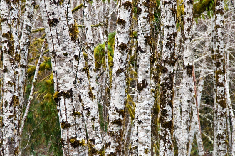 США, штат Вашингтон: Hoh and Quinault Rainforests США, штат Вашингтон: Hoh and Quinault Rainforests