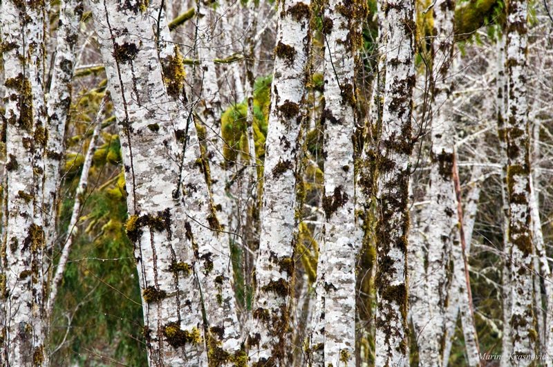 штат Вашингтон:  Hoh and Quinault Rainforests