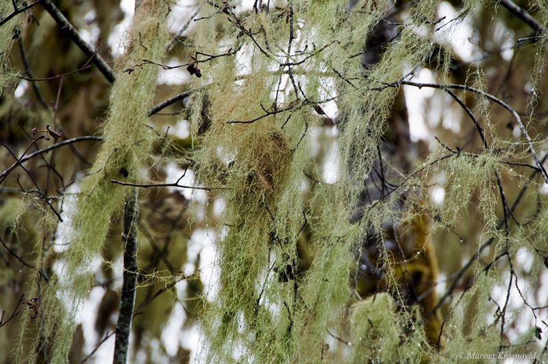 штат Вашингтон:  Hoh and Quinault Rainforests