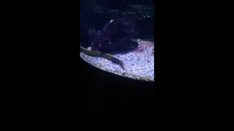 VID_20180905_171221.mp4