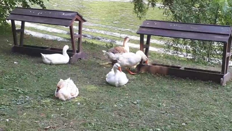20180617_151023.mp4