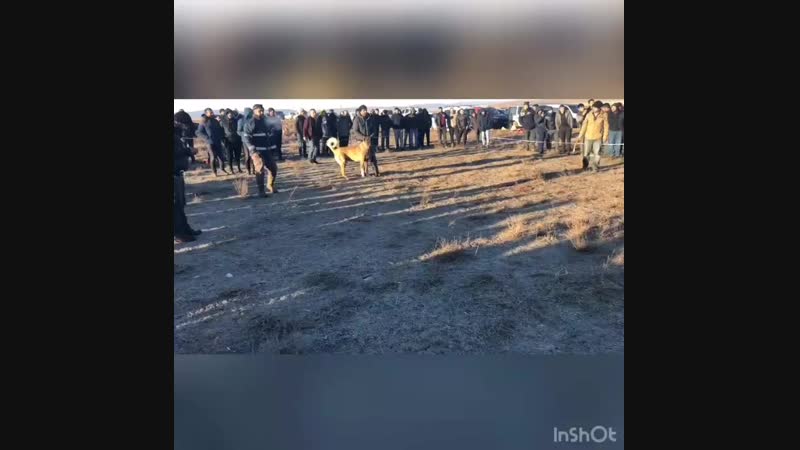 Yargıç puma