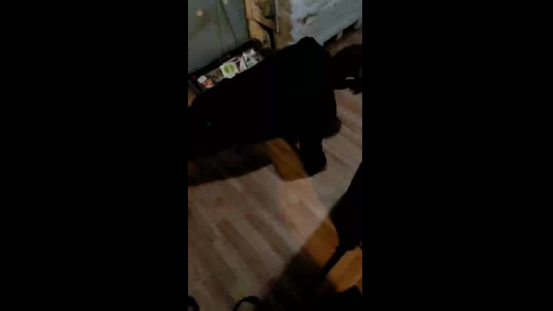 леша отжимается